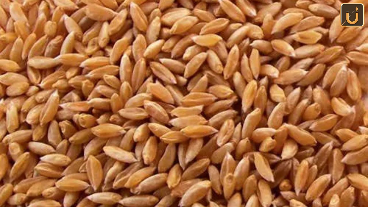 Usthadian Academy / Bundelkhand Wheat Variety Gets GI Tag | 05 apr 2024 Usthadian Academy / Bundelkhand Wheat Variety Gets GI Tag